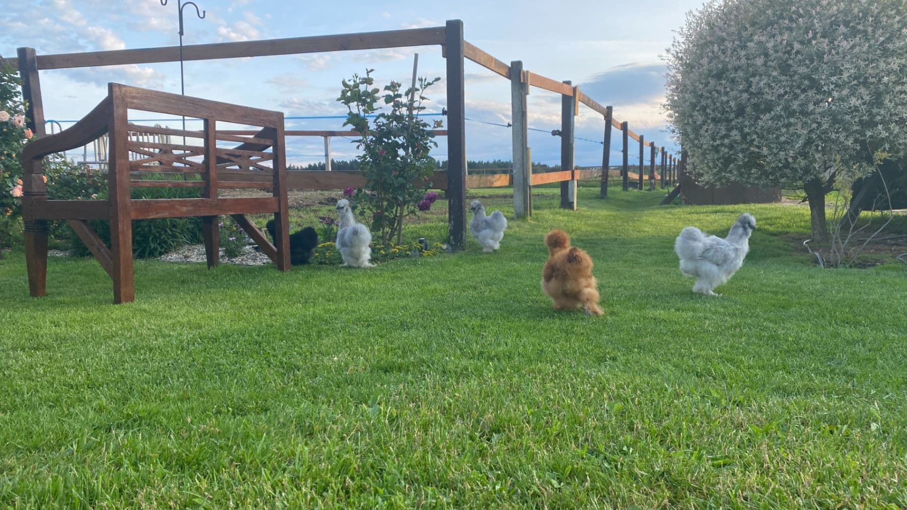 Prodej domu 1.577 m², pozemek 27.215 m², Pluhův Žďár, Jihočeský kraj Prodej domu 1.577 m², pozemek 27.215 m², Pluhův Žďár, Jihočeský kraj