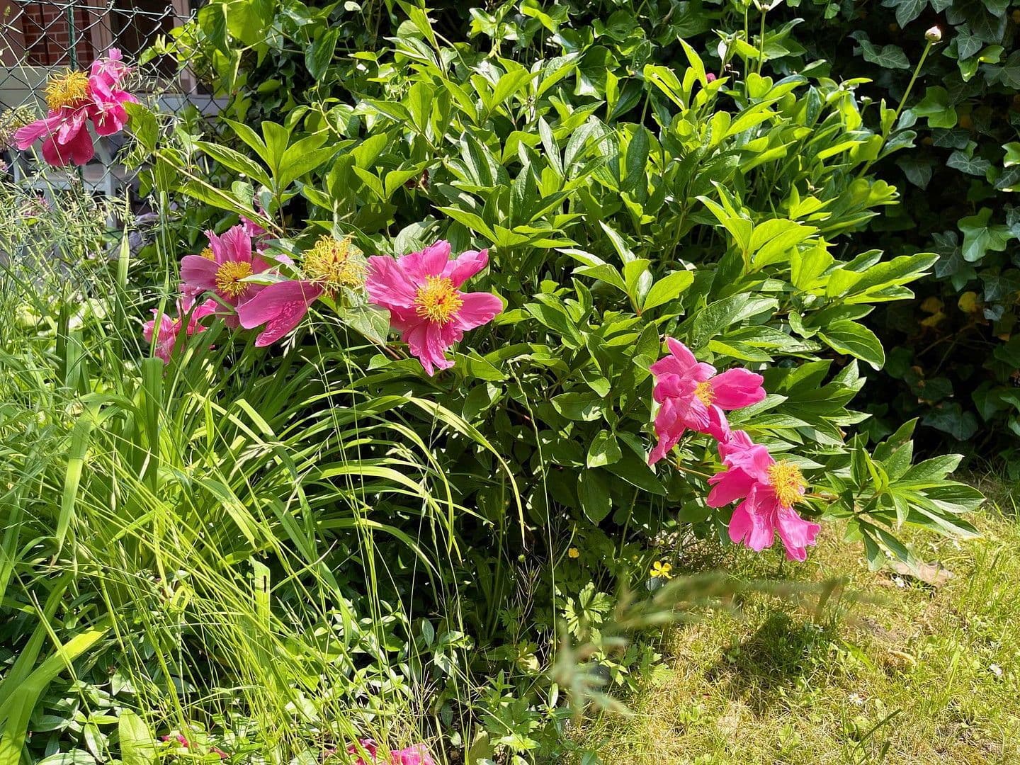 Pronájem domu 145 m², pozemek 370 m², Franz-Raveaux-Straße 32, Köln, Severní Porýní-Vestfálsko Pronájem domu 145 m², pozemek 370 m², Franz-Raveaux-Straße 32, Köln, Severní Porýní-Vestfálsko