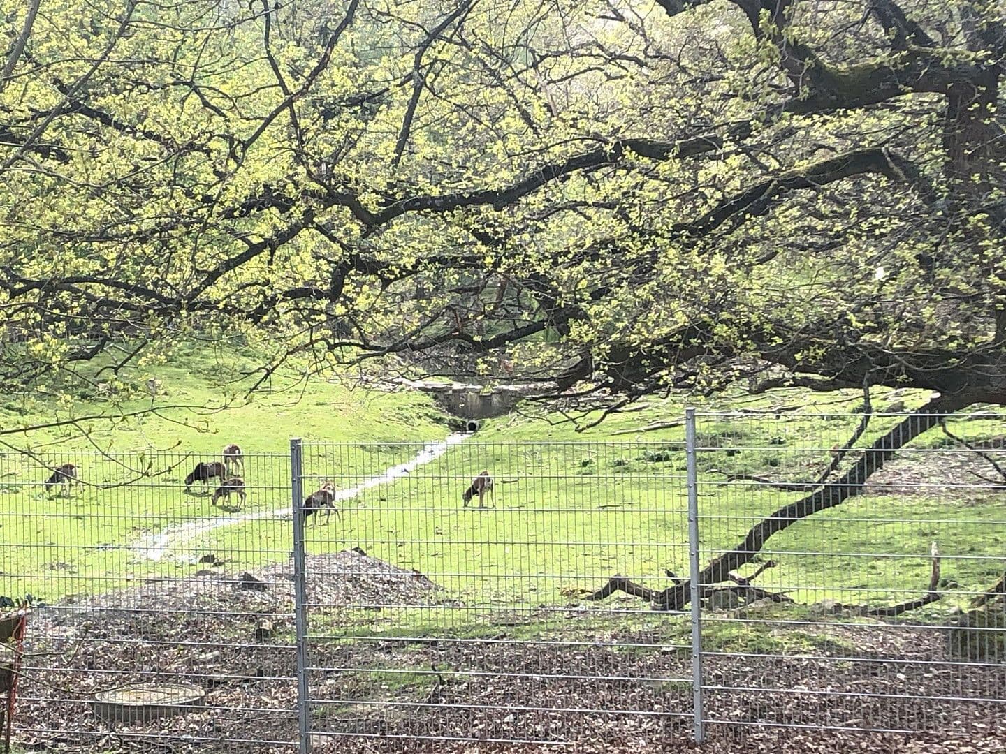 Pronájem bytu 3+1 84 m², Am Wildpark 10, Bad Harzburg, Dolní Sasko Pronájem bytu 3+1 84 m², Am Wildpark 10, Bad Harzburg, Dolní Sasko