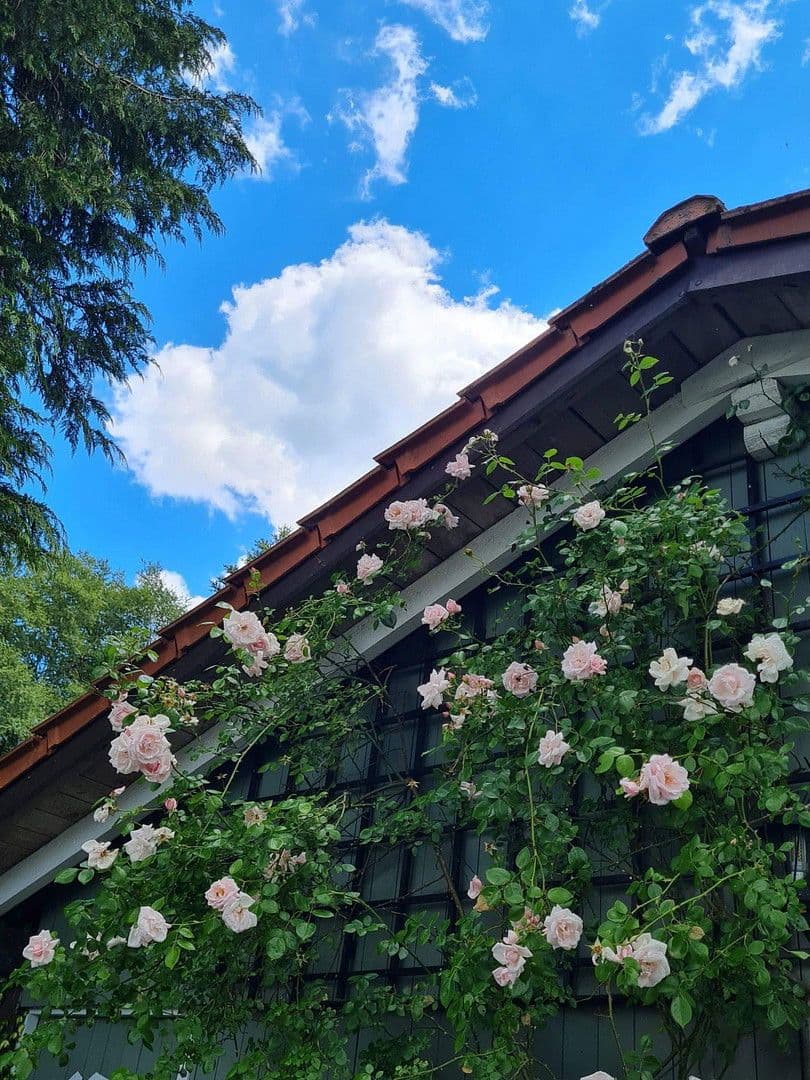 Prodej domu 174 m², pozemek 16.759 m², Olzheim, Porýní-Falc Prodej domu 174 m², pozemek 16.759 m², Olzheim, Porýní-Falc