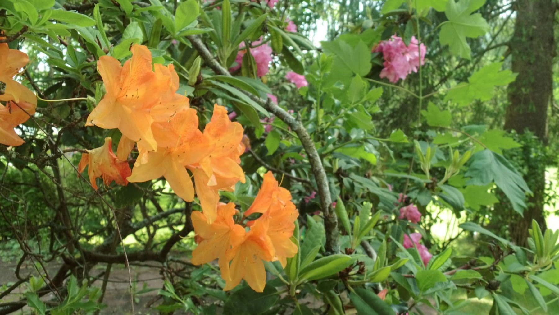 Pronájem bytu 3+1 119 m², Schwimmbadstraße 7, Bad Herrenalb, Bádensko-Württembersko Pronájem bytu 3+1 119 m², Schwimmbadstraße 7, Bad Herrenalb, Bádensko-Württembersko