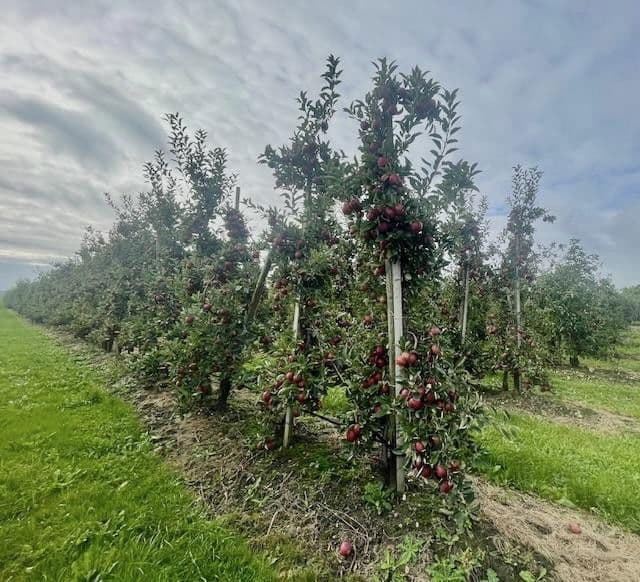 Prodej bytu 1+1 61 m², Hollern-Twielenfleth, Dolní Sasko Prodej bytu 1+1 61 m², Hollern-Twielenfleth, Dolní Sasko