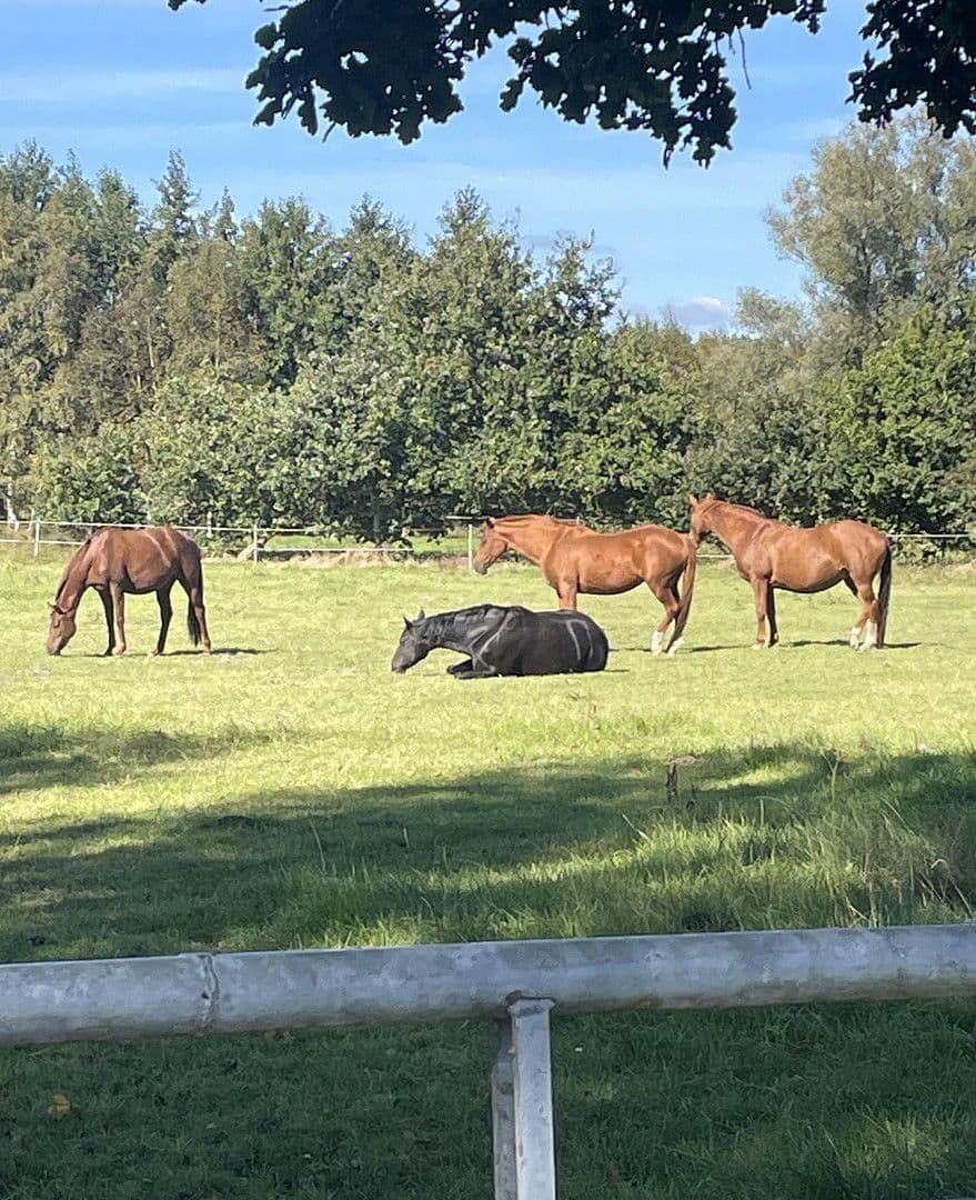 Prodej domu 190 m², pozemek 1.136 m², Wanna, Dolní Sasko Prodej domu 190 m², pozemek 1.136 m², Wanna, Dolní Sasko