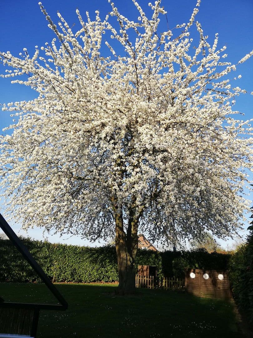 Prodej domu 153 m², pozemek 1.055 m², Geldern, Severní Porýní-Vestfálsko Prodej domu 153 m², pozemek 1.055 m², Geldern, Severní Porýní-Vestfálsko