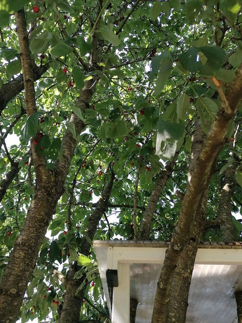 Prodej domu 153 m², pozemek 1.055 m², Geldern, Severní Porýní-Vestfálsko Prodej domu 153 m², pozemek 1.055 m², Geldern, Severní Porýní-Vestfálsko