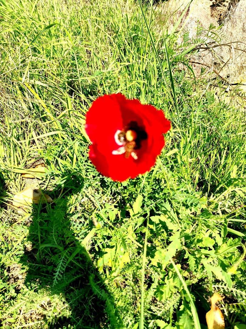 Prodej domu 180 m², pozemek 1.412 m², Wildbahn 48, Berlin, Berlín Prodej domu 180 m², pozemek 1.412 m², Wildbahn 48, Berlin, Berlín