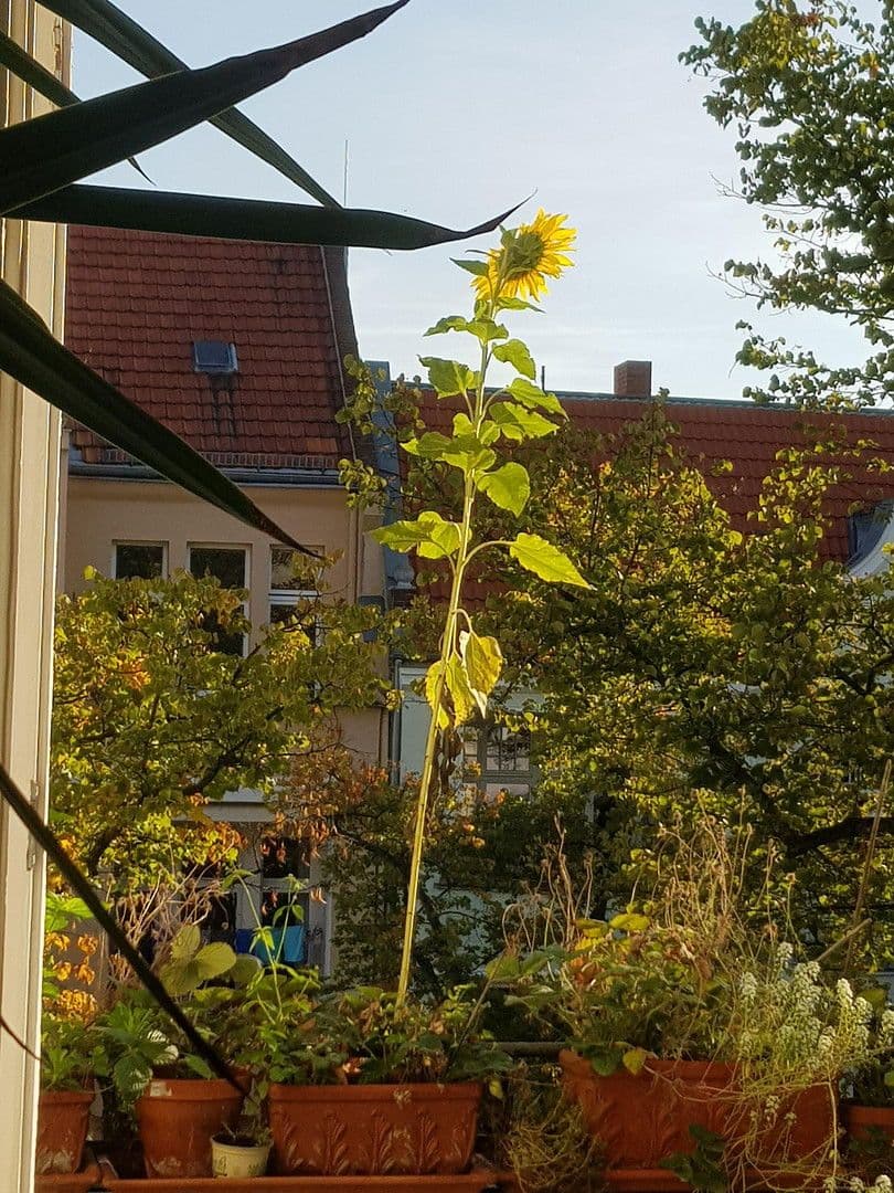 Prodej bytu 7+1 219 m², Berlin, Berlín Prodej bytu 7+1 219 m², Berlin, Berlín