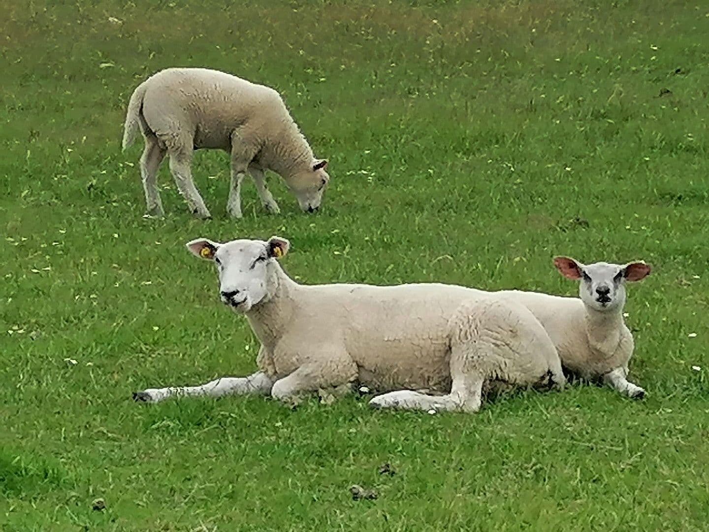 Prodej pozemku 800 m², Butjadingen, Dolní Sasko Prodej pozemku 800 m², Butjadingen, Dolní Sasko