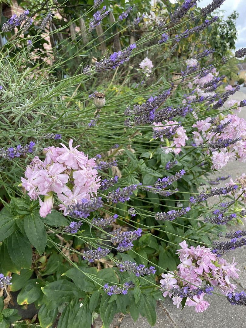 Prodej domu 141 m², pozemek 161 m², Lüneburg, Dolní Sasko Prodej domu 141 m², pozemek 161 m², Lüneburg, Dolní Sasko