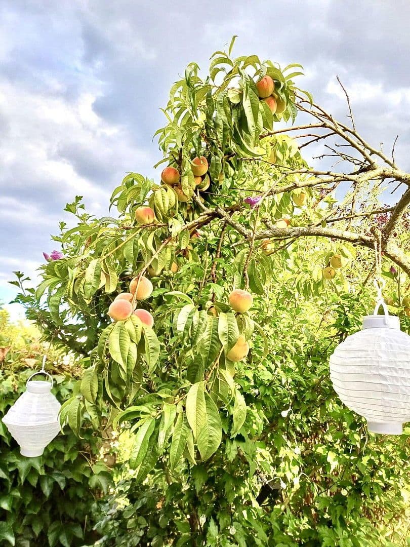 Prodej domu 110 m², pozemek 154 m², Mühltal, Hessen Prodej domu 110 m², pozemek 154 m², Mühltal, Hessen