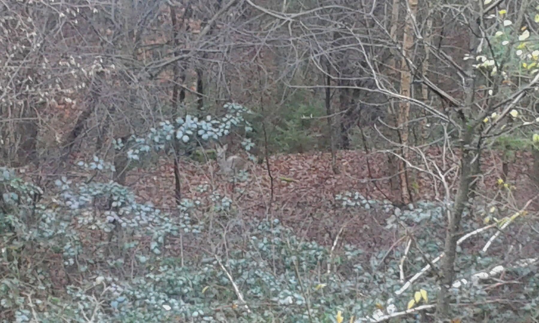 Prodej domu 224 m², pozemek 500 m², Carlsberg, Porýní-Falc Prodej domu 224 m², pozemek 500 m², Carlsberg, Porýní-Falc