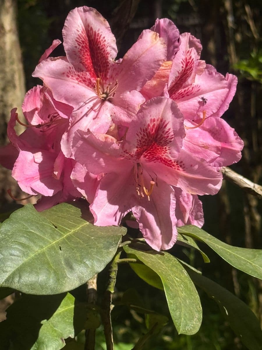 Prodej chaty, chalupy 130 m², pozemek 3.000 m², Staré Křečany, Ústecký kraj Prodej chaty, chalupy 130 m², pozemek 3.000 m², Staré Křečany, Ústecký kraj