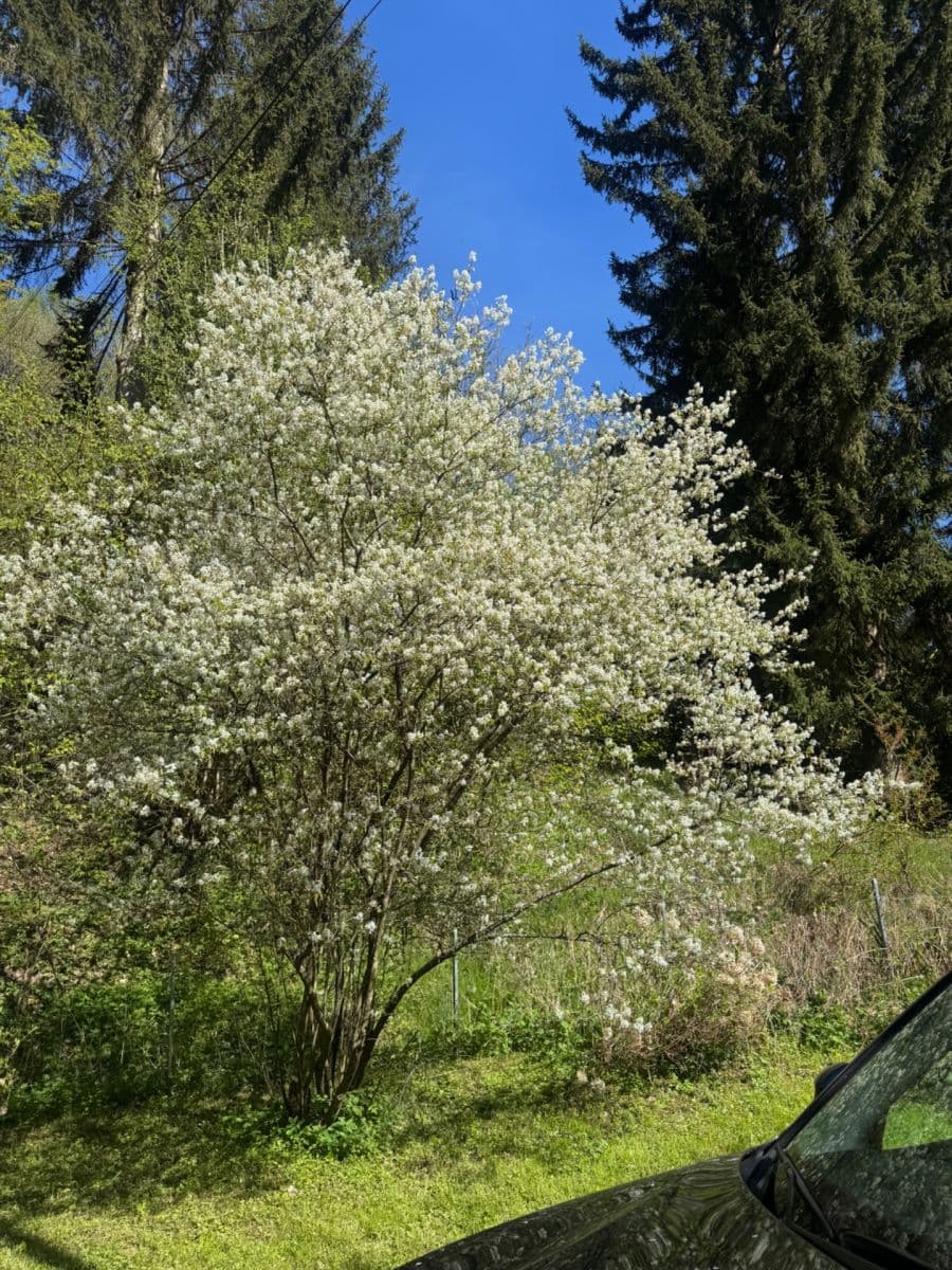 Prodej chaty, chalupy 130 m², pozemek 3.000 m², Staré Křečany, Ústecký kraj Prodej chaty, chalupy 130 m², pozemek 3.000 m², Staré Křečany, Ústecký kraj