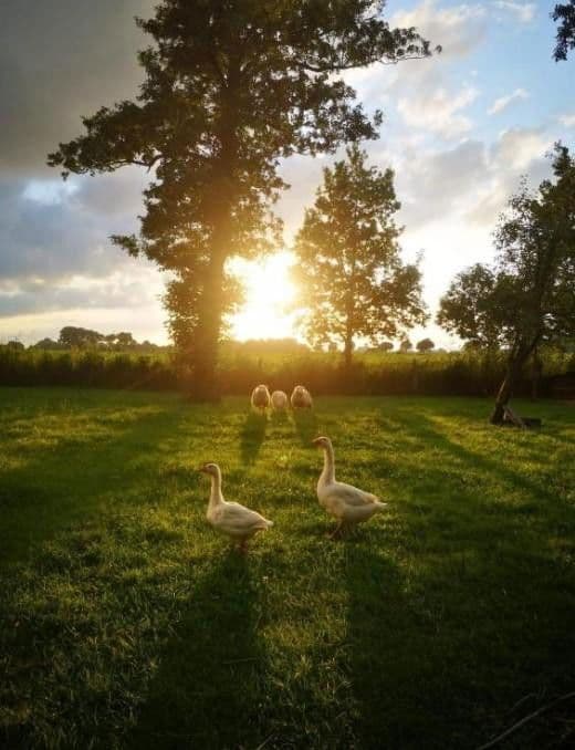 Prodej domu 160 m², pozemek 3.500 m², St. Georgiwold 28, Weener, Dolní Sasko Prodej domu 160 m², pozemek 3.500 m², St. Georgiwold 28, Weener, Dolní Sasko