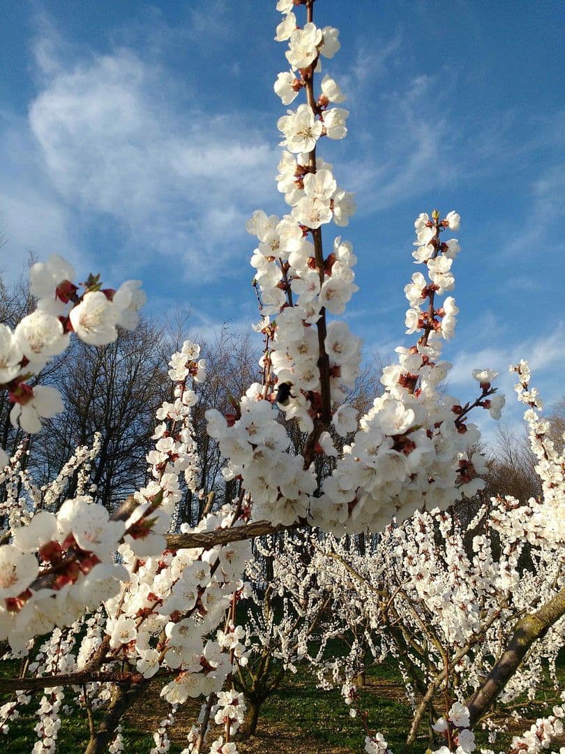 Prodej pozemku 5.300 m², KG Pömling, Emmersdorf, Dolní Rakousko Prodej pozemku 5.300 m², KG Pömling, Emmersdorf, Dolní Rakousko