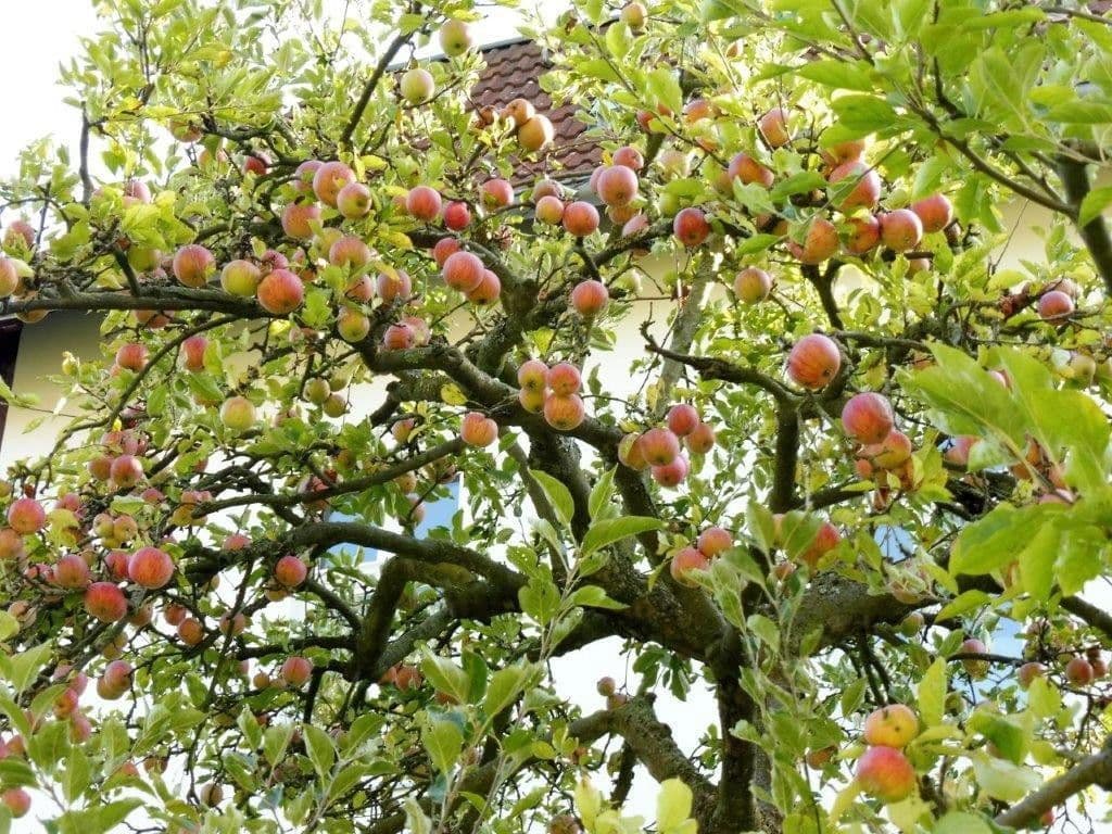 Pronájem bytu 2+1 80 m², Berlin, Berlín Pronájem bytu 2+1 80 m², Berlin, Berlín