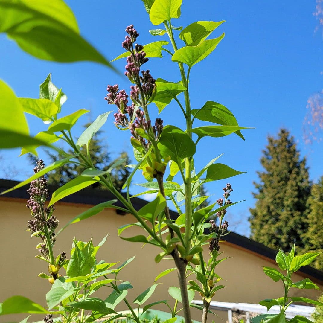 Prodej domu 162 m², pozemek 798 m², Berlin, Berlín Prodej domu 162 m², pozemek 798 m², Berlin, Berlín