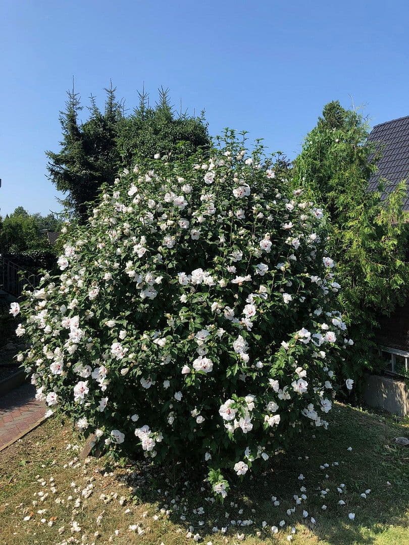 Prodej bytu 1+1 35 m², Hamburg, Hamburg Prodej bytu 1+1 35 m², Hamburg, Hamburg