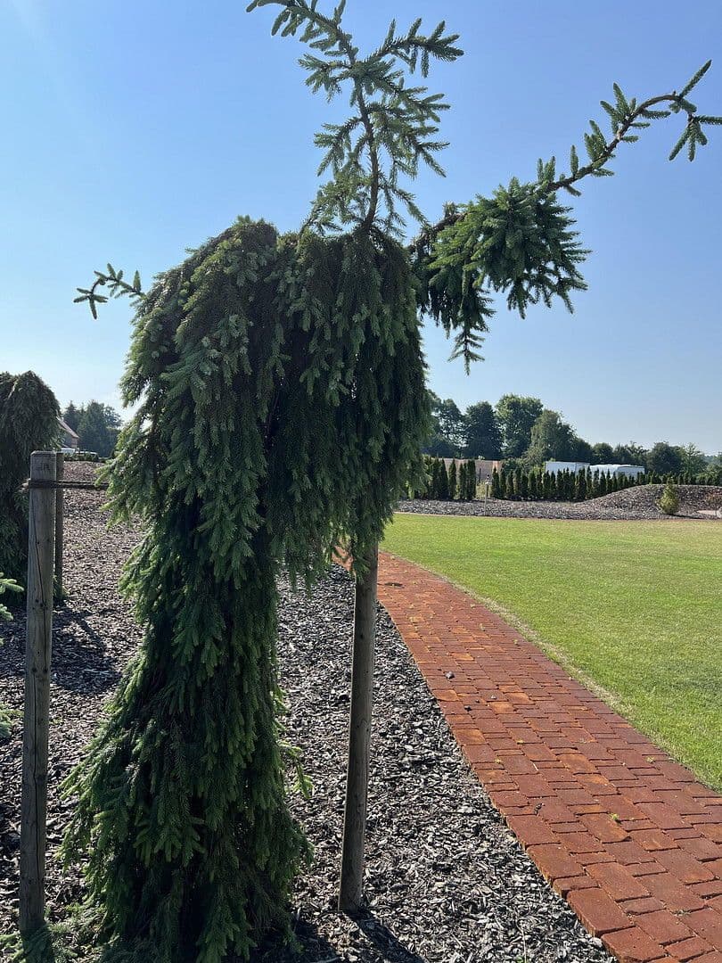 Prodej domu 230 m², pozemek 3.194 m², Weißkeißel – Wuskidź, Sasko Prodej domu 230 m², pozemek 3.194 m², Weißkeißel – Wuskidź, Sasko