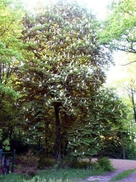 Pronájem bytu 2+kk 82 m², Schneverdingen, Dolní Sasko Pronájem bytu 2+kk 82 m², Schneverdingen, Dolní Sasko