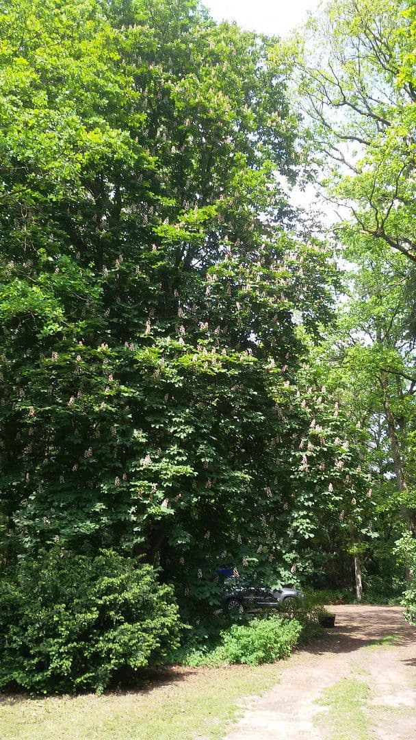 Pronájem bytu 2+kk 82 m², Schneverdingen, Dolní Sasko Pronájem bytu 2+kk 82 m², Schneverdingen, Dolní Sasko