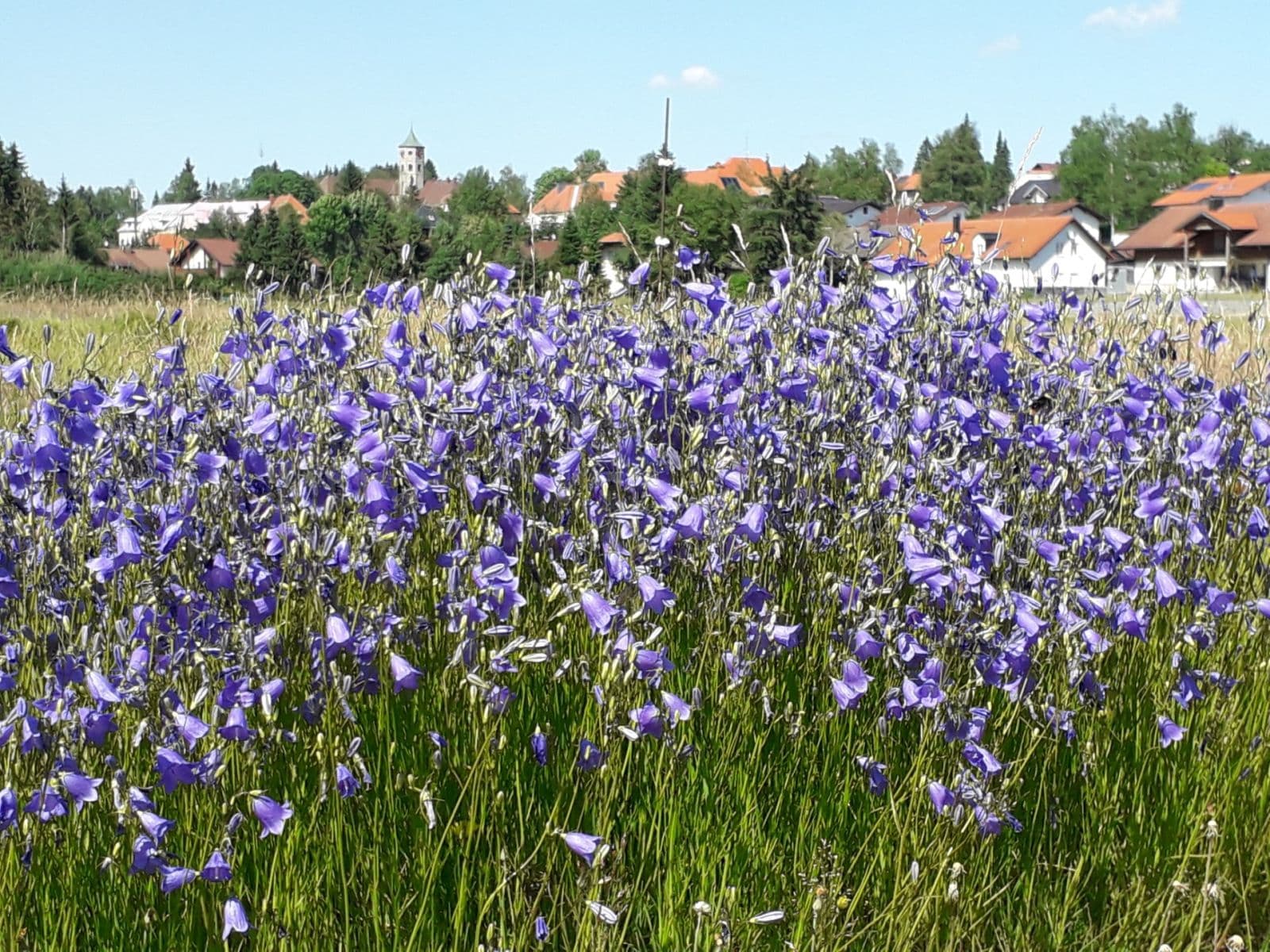 Pronájem bytu 1+kk 38 m², Na spálenici, Stožec, Jihočeský kraj Pronájem bytu 1+kk 38 m², Na spálenici, Stožec, Jihočeský kraj