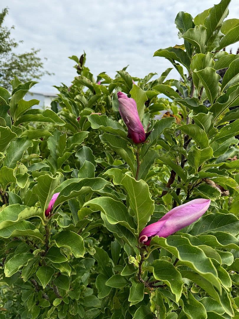 Prodej domu 131 m², pozemek 672 m², Neukirchen bei Sulzbach-Rosenberg, Bavorsko Prodej domu 131 m², pozemek 672 m², Neukirchen bei Sulzbach-Rosenberg, Bavorsko