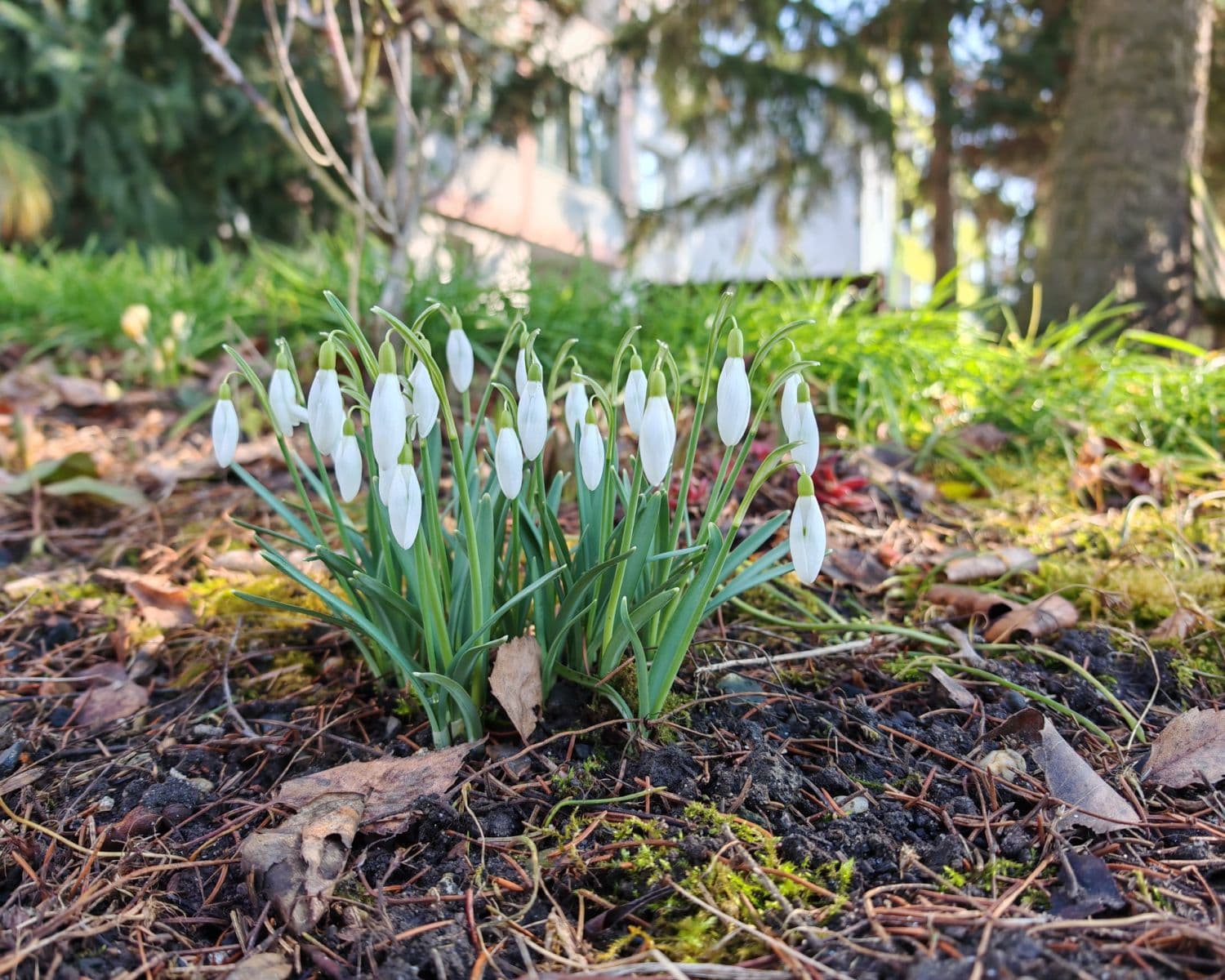 Prodej bytu 3+1 63 m², Nedomická, Všetaty, Středočeský kraj Prodej bytu 3+1 63 m², Nedomická, Všetaty, Středočeský kraj