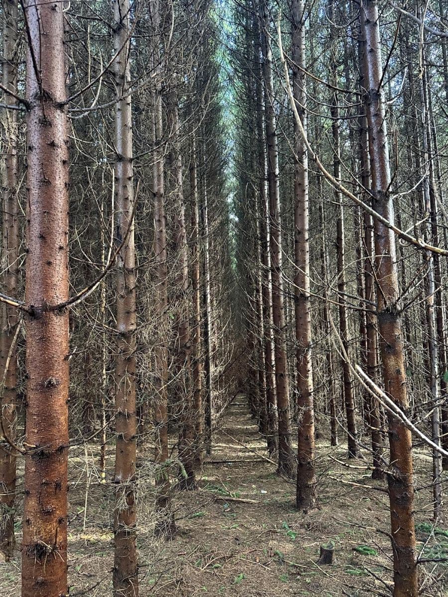 Prodej pozemku 11.665 m², Červený Kostelec, Královéhradecký kraj Prodej pozemku 11.665 m², Červený Kostelec, Královéhradecký kraj