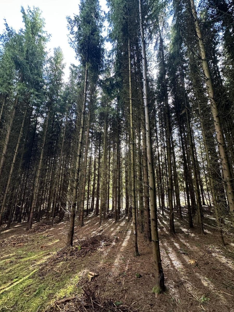 Prodej pozemku 11.665 m², Červený Kostelec, Královéhradecký kraj Prodej pozemku 11.665 m², Červený Kostelec, Královéhradecký kraj