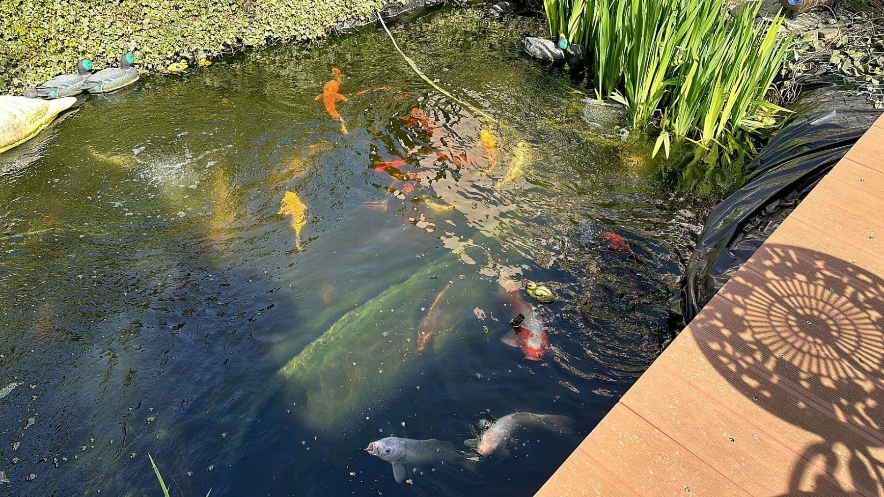 Prodej domu 387 m², pozemek 899 m², Rießstraße 20, BW, Magstadt, Bádensko-Württembersko Prodej domu 387 m², pozemek 899 m², Rießstraße 20, BW, Magstadt, Bádensko-Württembersko