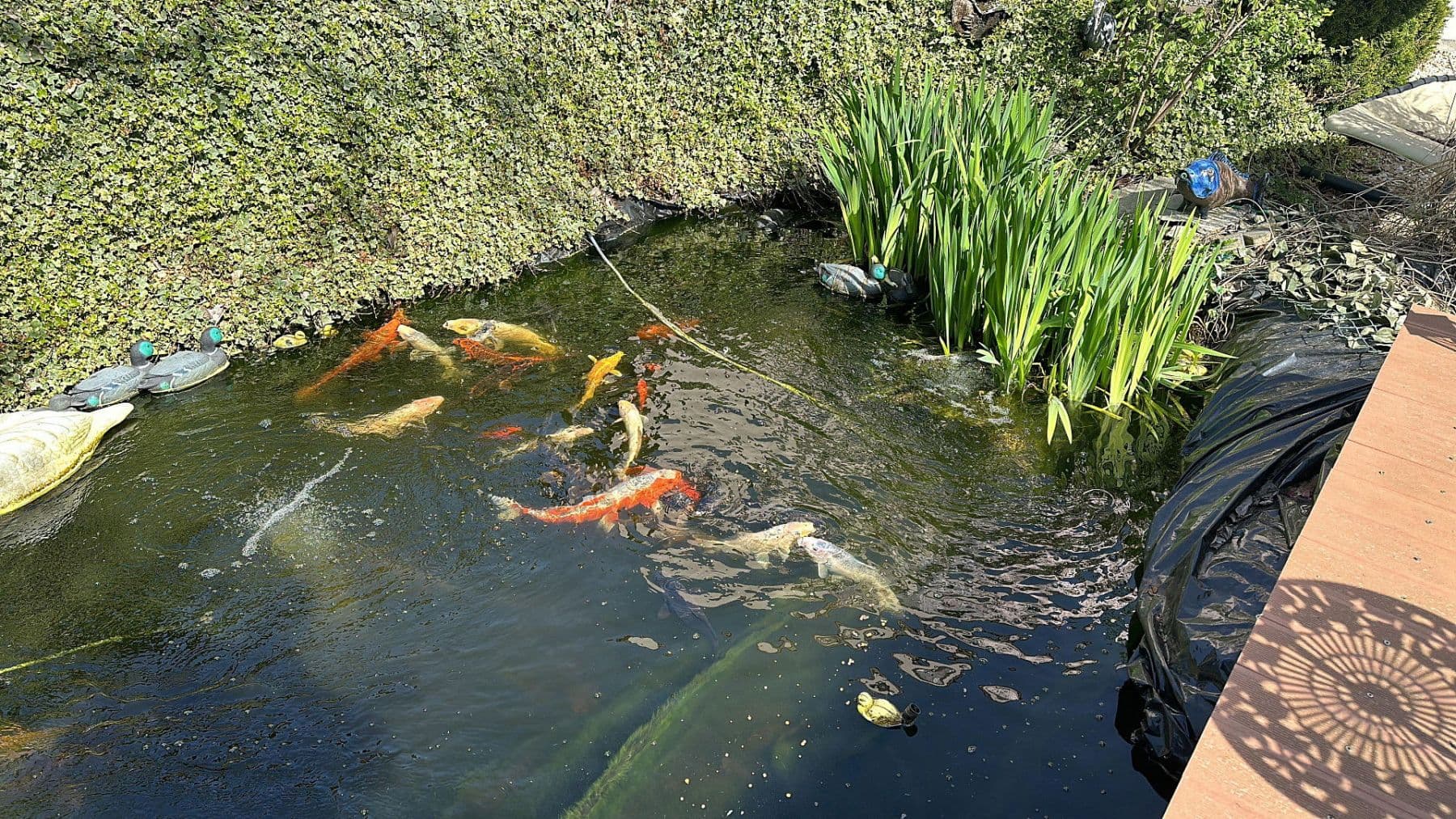 Prodej domu 387 m², pozemek 899 m², Rießstraße 20, BW, Magstadt, Bádensko-Württembersko Prodej domu 387 m², pozemek 899 m², Rießstraße 20, BW, Magstadt, Bádensko-Württembersko