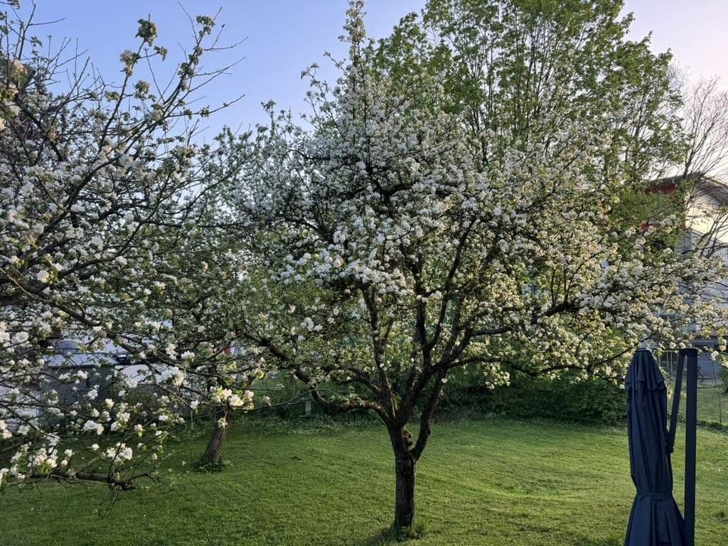 Prodej domu 262 m², pozemek 1.050 m², Von-der-Tann-Straße 3a, Rosenheim, Bavorsko Prodej domu 262 m², pozemek 1.050 m², Von-der-Tann-Straße 3a, Rosenheim, Bavorsko