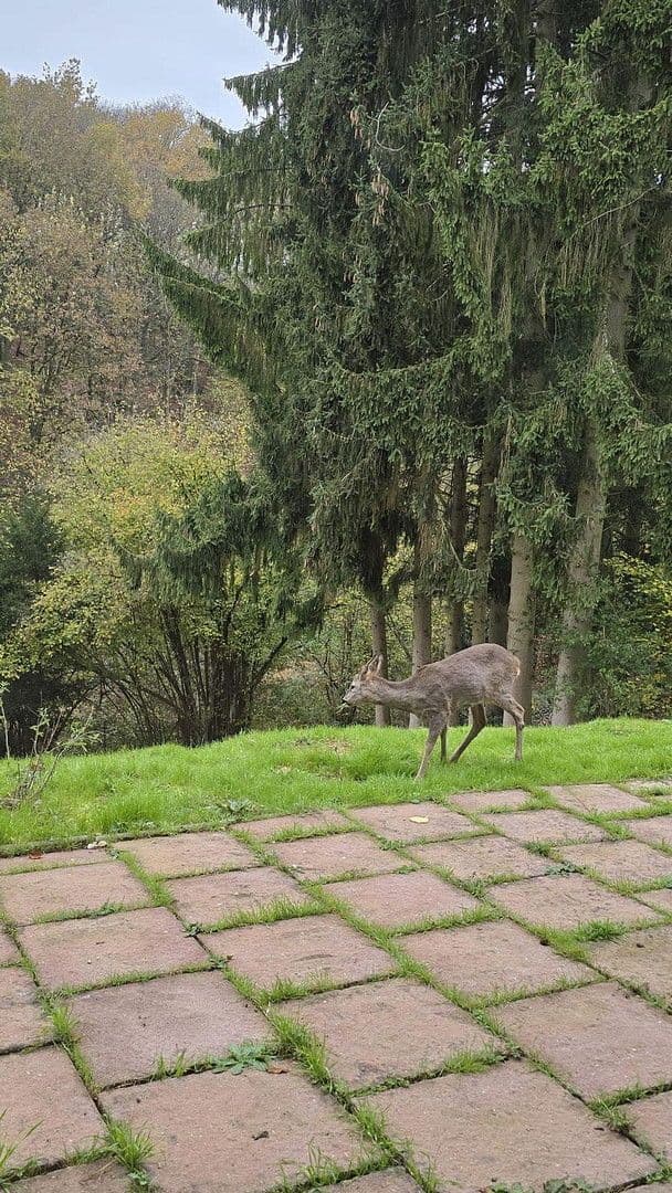 Pronájem domu 90 m², pozemek 1.700 m², Bad Soden am Taunus, Hessen Pronájem domu 90 m², pozemek 1.700 m², Bad Soden am Taunus, Hessen