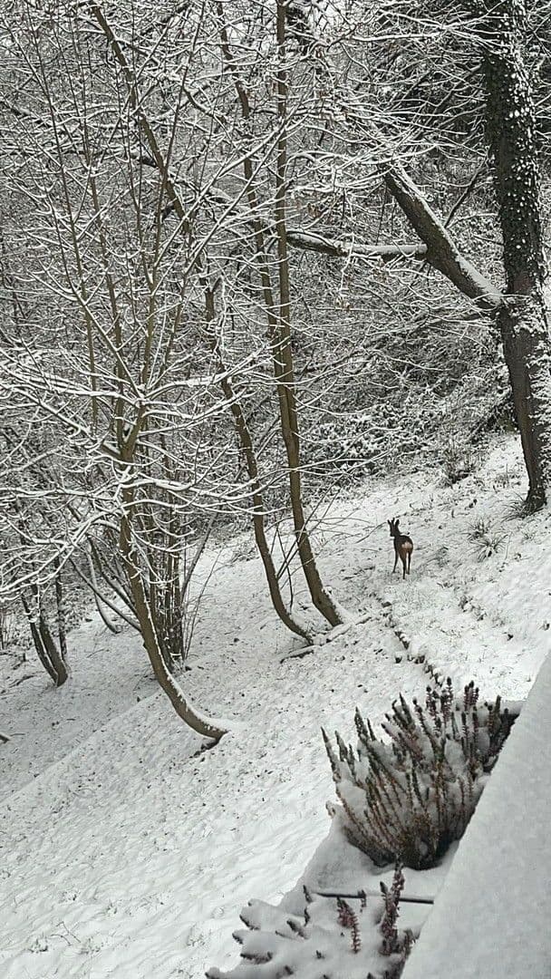 Pronájem domu 90 m², pozemek 1.700 m², Bad Soden am Taunus, Hessen Pronájem domu 90 m², pozemek 1.700 m², Bad Soden am Taunus, Hessen