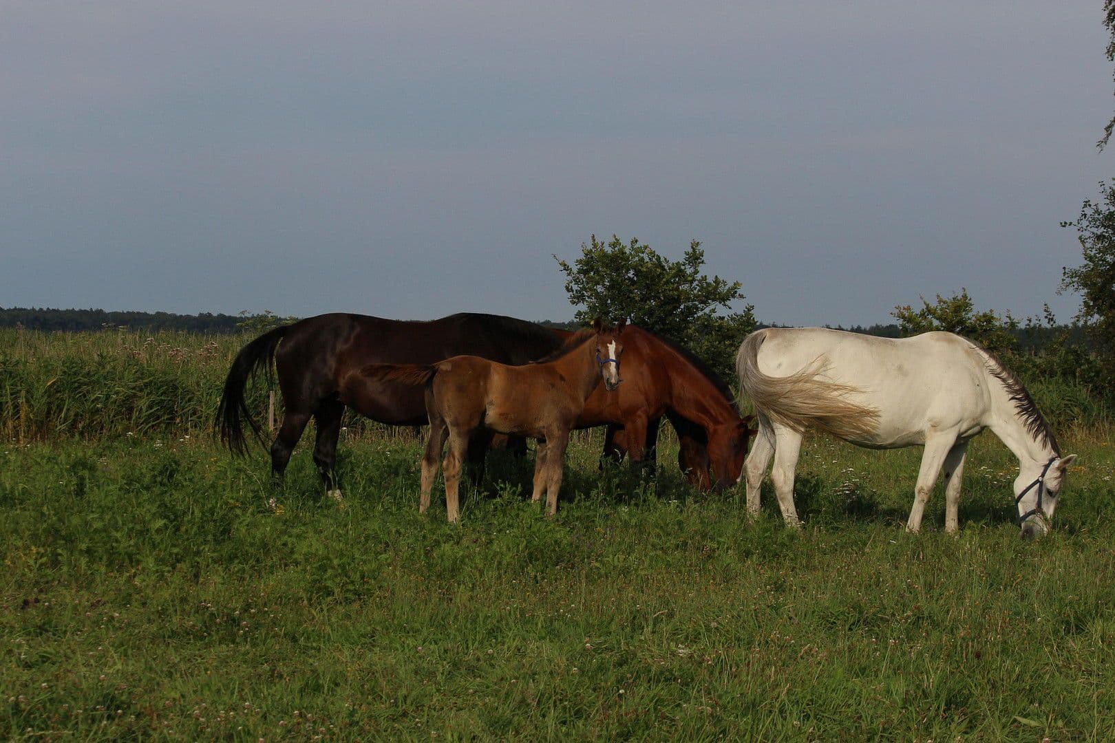 Prodej pozemku 715 m², Dierhagen, Mecklenburg-Vorpommern Prodej pozemku 715 m², Dierhagen, Mecklenburg-Vorpommern