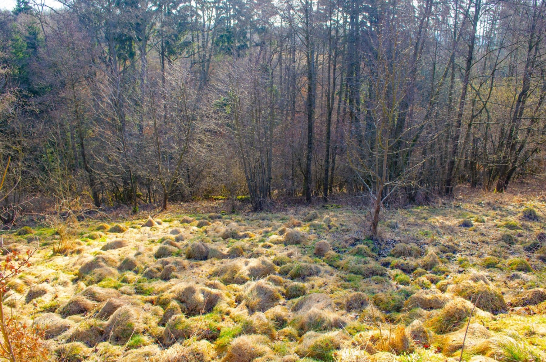 Prodej pozemku 2.174 m², Nová Ves, Liberecký kraj Prodej pozemku 2.174 m², Nová Ves, Liberecký kraj