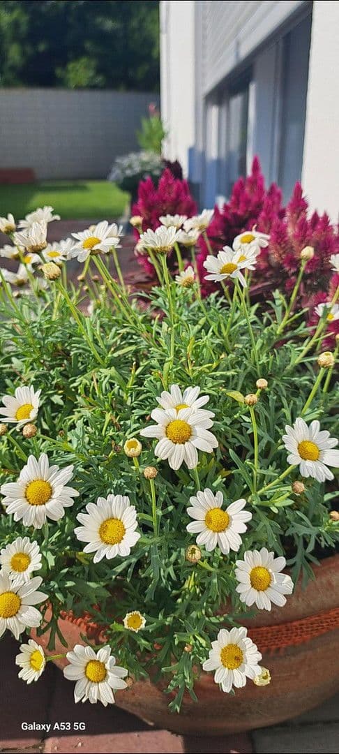 Prodej domu 125 m², pozemek 431 m², Augsburg, Bavorsko Prodej domu 125 m², pozemek 431 m², Augsburg, Bavorsko