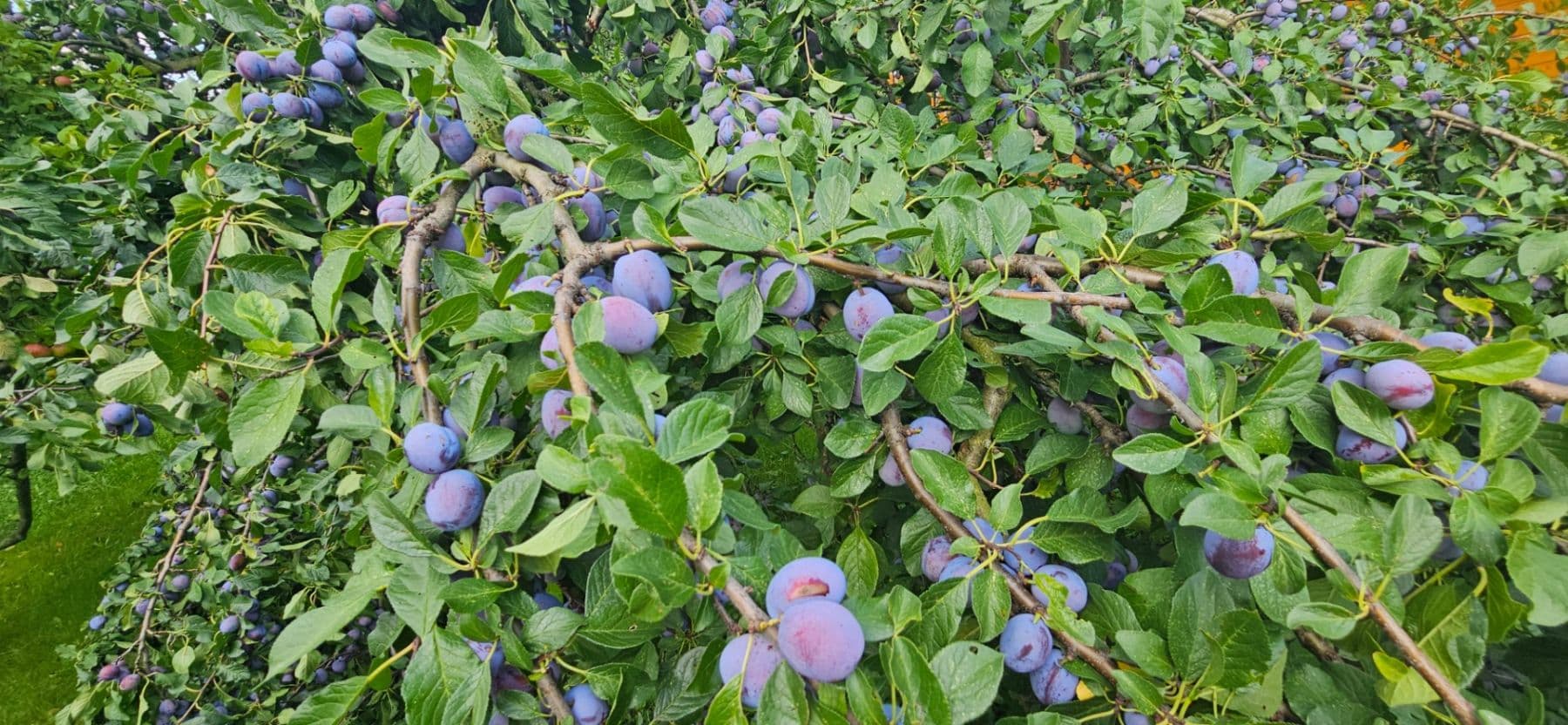 Pronájem pozemku 300 m², Jaselská, Šenov u Nového Jičína, Moravskoslezský kraj Pronájem pozemku 300 m², Jaselská, Šenov u Nového Jičína, Moravskoslezský kraj