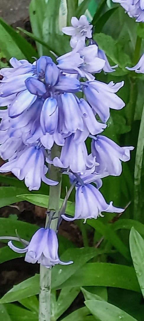 Prodej domu 247 m², pozemek 710 m², Mühlau, Sasko Prodej domu 247 m², pozemek 710 m², Mühlau, Sasko