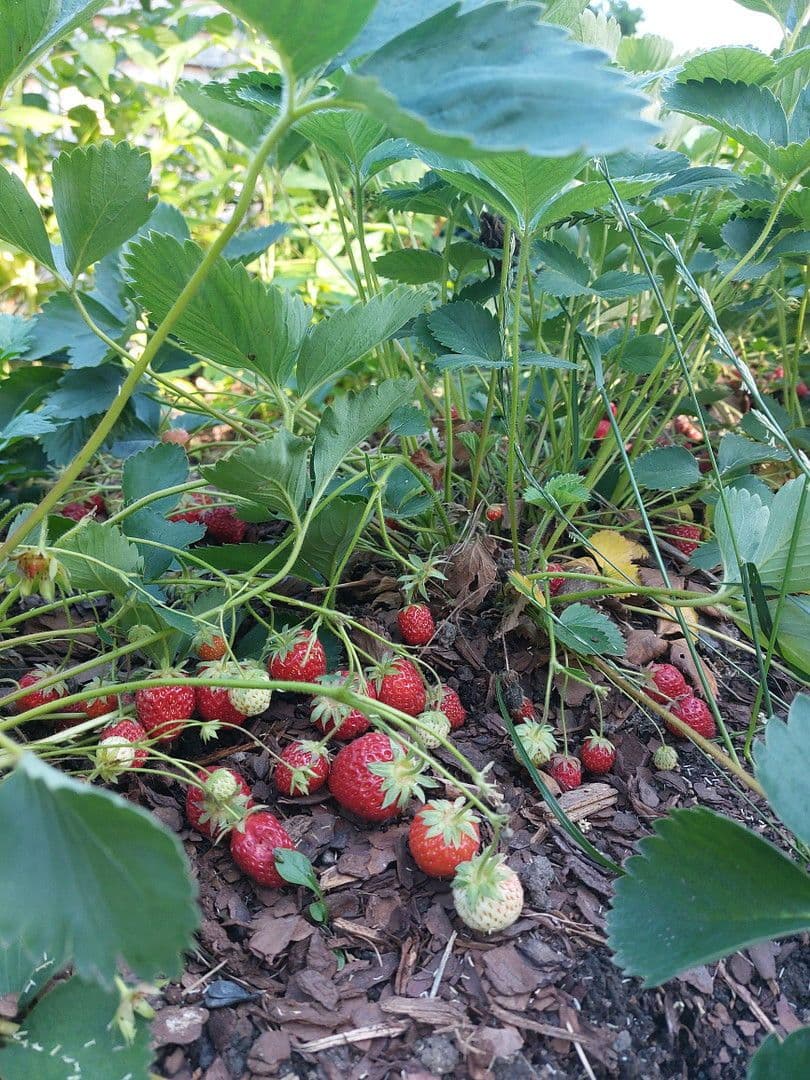 Prodej domu 247 m², pozemek 710 m², Mühlau, Sasko Prodej domu 247 m², pozemek 710 m², Mühlau, Sasko