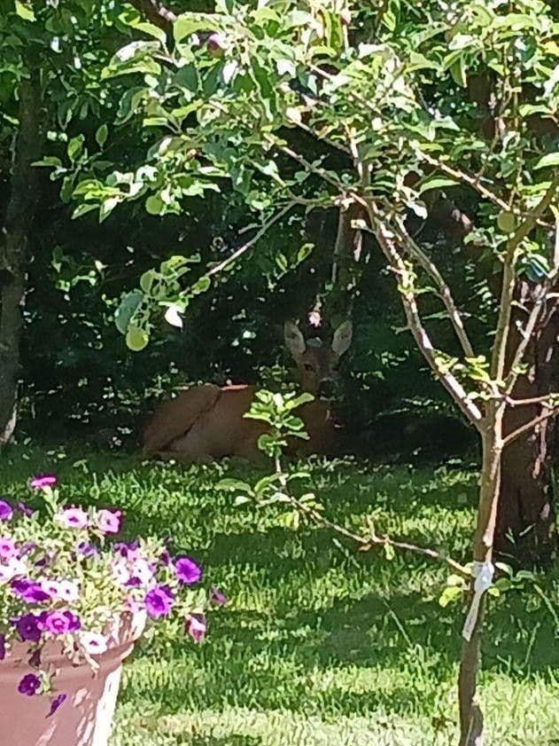 Prodej domu 104 m², pozemek 480 m², Bad Herrenalb, Bádensko-Württembersko Prodej domu 104 m², pozemek 480 m², Bad Herrenalb, Bádensko-Württembersko