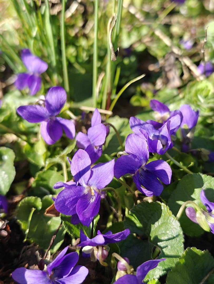 Prodej domu 493 m², pozemek 1.531 m², Glashütten, Hessen Prodej domu 493 m², pozemek 1.531 m², Glashütten, Hessen