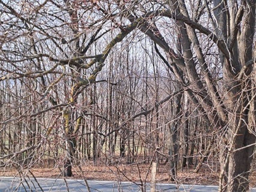 Prodej pozemku 980 m², Adamov, Jihočeský kraj Prodej pozemku 980 m², Adamov, Jihočeský kraj