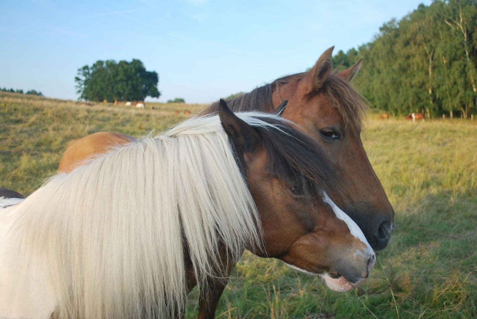 Prodej domu 91 m², pozemek 1.175 m², Zur Lenzer Höh 6, Haus 13, Fünfseen, Mecklenburg-Vorpommern Prodej domu 91 m², pozemek 1.175 m², Zur Lenzer Höh 6, Haus 13, Fünfseen, Mecklenburg-Vorpommern
