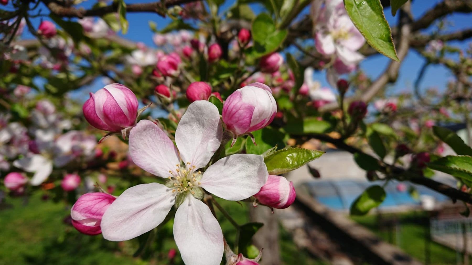 Prodej domu 149 m², pozemek 1.110 m², Podlešín, Středočeský kraj Prodej domu 149 m², pozemek 1.110 m², Podlešín, Středočeský kraj