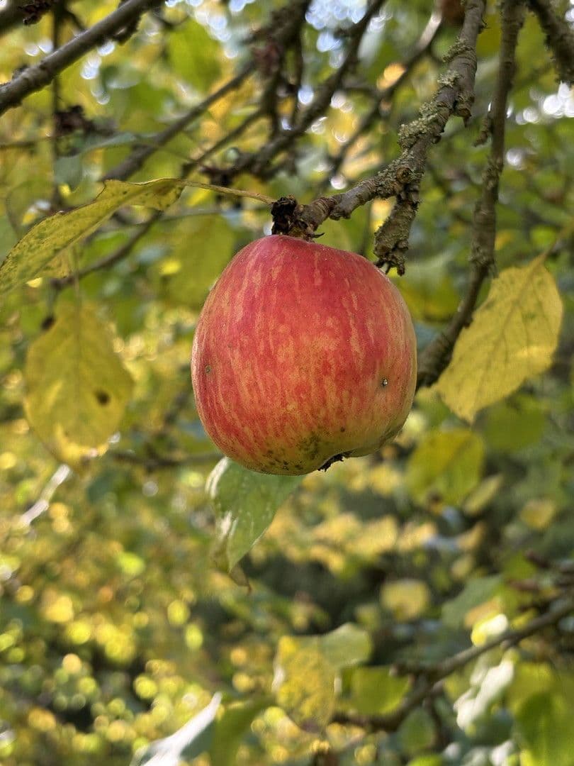 Prodej pozemku 4.340 m², Biesenthal, Braniborsko Prodej pozemku 4.340 m², Biesenthal, Braniborsko