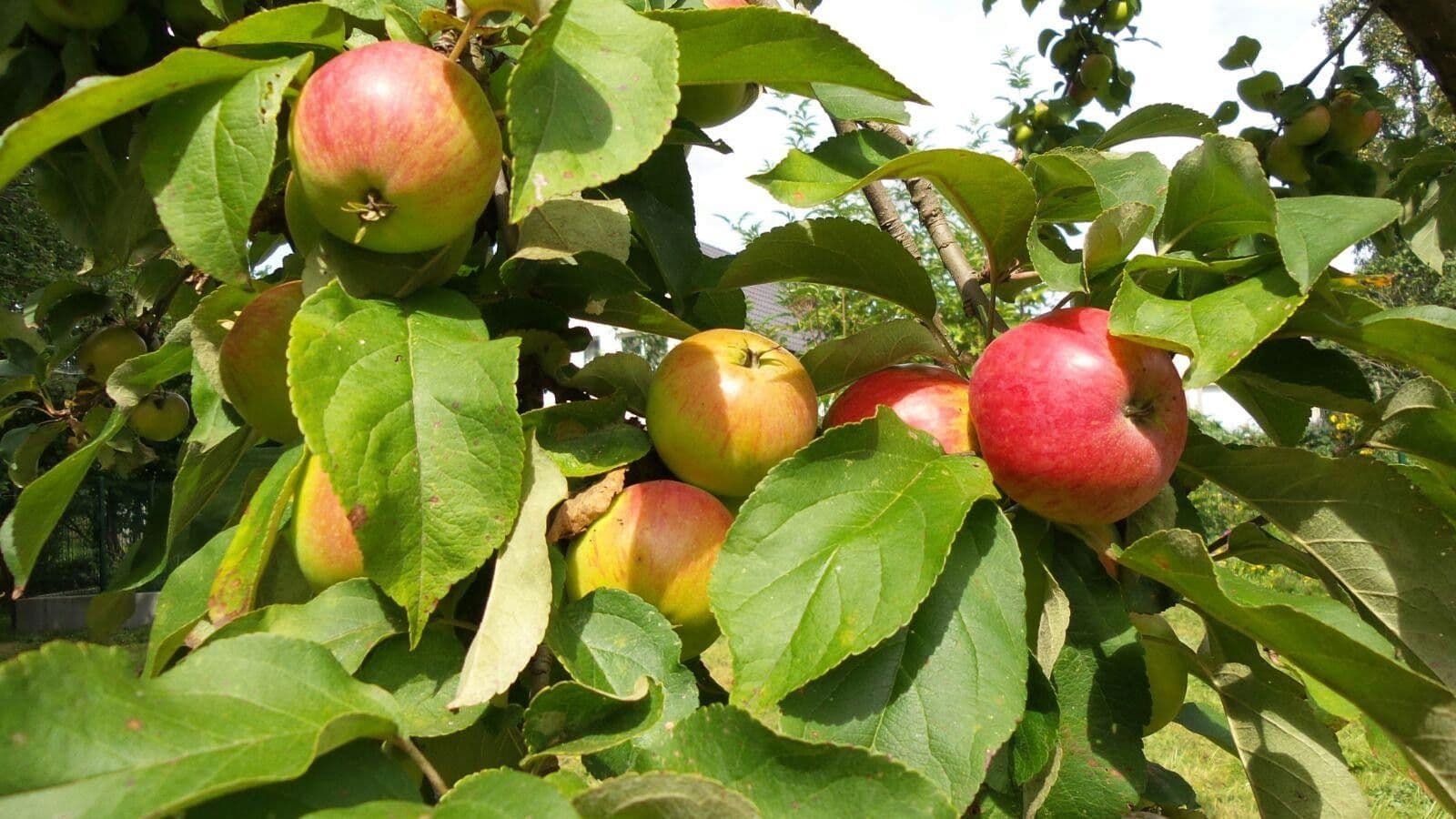 Prodej pozemku 4.340 m², Biesenthal, Braniborsko Prodej pozemku 4.340 m², Biesenthal, Braniborsko