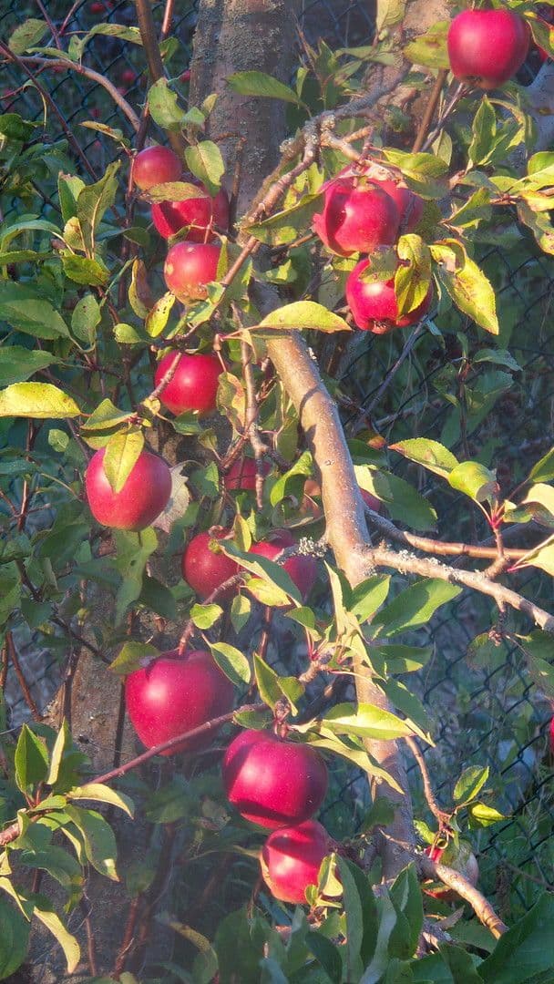 Prodej pozemku 4.340 m², Berliner Chausee 5, Biesenthal, Braniborsko Prodej pozemku 4.340 m², Berliner Chausee 5, Biesenthal, Braniborsko