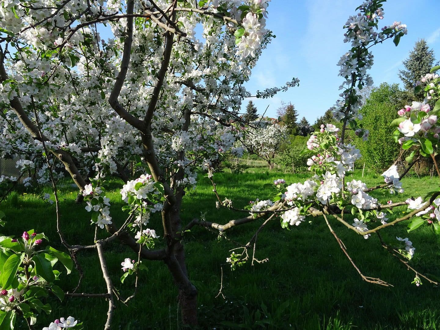 Prodej pozemku 4.340 m², Biesenthal, Braniborsko Prodej pozemku 4.340 m², Biesenthal, Braniborsko